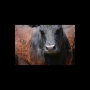 vache noire